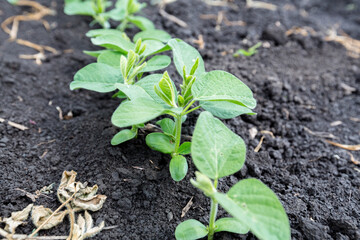 Fresh green soy plants on the field in spring. Rows of young soybean plants 