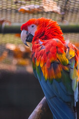 blue and yellow macaw