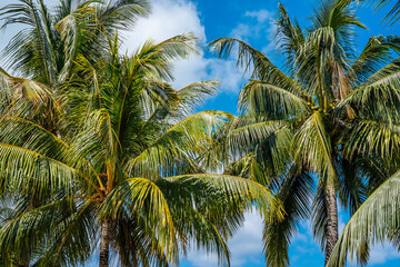 Palm trees with coconuts against blue sky. Tropical trees on island, blue sky as background. High quality photo