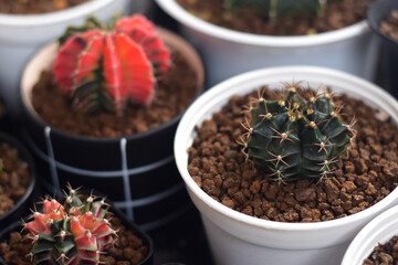 Soft focus Group of​ cactus​ in​ the​ pot.​ Succulents. Potted small house plants, home interior.