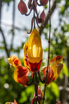 Mysore trumpetvine (Thunbergia mysorensis), Lake Atitlan, Guatemala