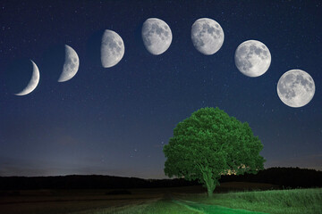 Fototapeta na wymiar Zunehmender Mond mit Stiel-Eiche, 29. Mai bis 18. Juni 2017, Niedersachsen, Deutschland