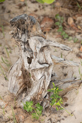 wood and sand