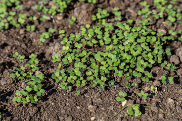 Mustard sprouts grown for organic fertilizer green manure siderates