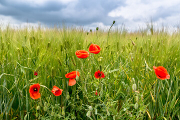 Papaver rhoeas on field of green wheat