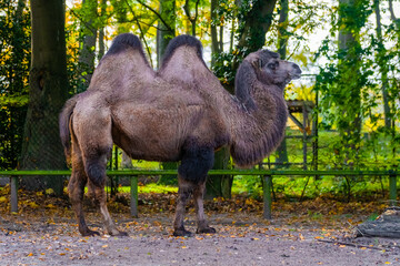 camel in the zoo