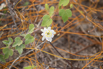 Beach Flowers