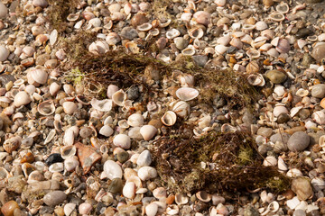 shell