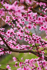 pink cherry blossom