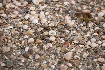 shell
