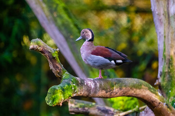 kingfisher on the branch