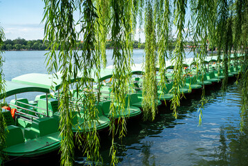 bamboo forest lake