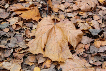 fallen autumn leaves