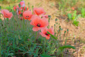 Red poppies in a field with natural light, soft focus.