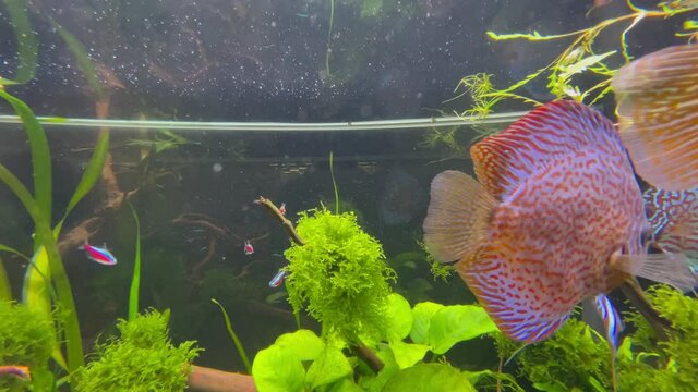 aquarium gros poisson