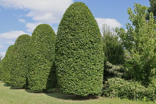 Rangée de Carpinus betulu taillés dans un espace vert