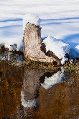 reflection of a wood in the alpine pond