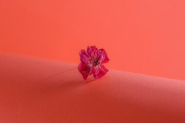 Dried pink flower on an orange background. 