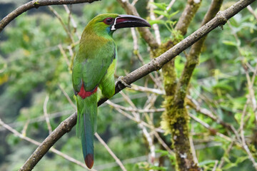 crimson-rumped toucanet on a branch