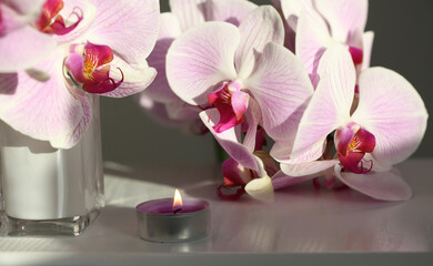 Pink phalaenopsis orchid flower in white bowl and burning candle on gray interior. Selective soft focus. Minimalist still life. Light and shadow nature horizontal background.