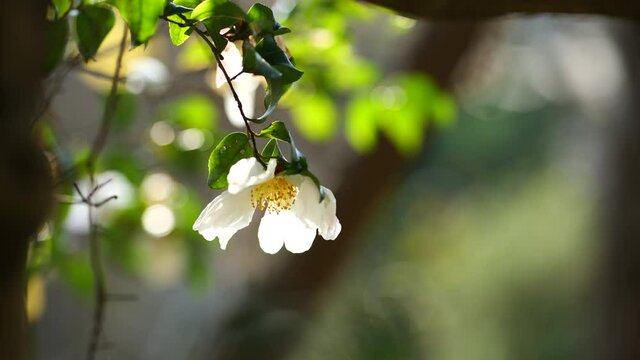 白い山茶花の花　11月