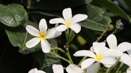 Obraz na płótnie Canvas white flowers in the garden