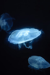 Jellyfish (Semaeostomea) - Aquarium