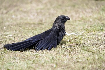 The smooth-billed ani (Crotophaga ani) is a large near passerine bird in the cuckoo family. Amazon rainforest, Brazil.