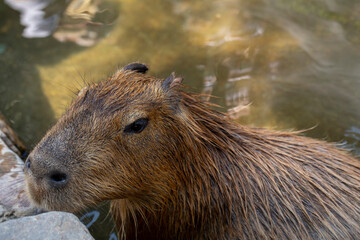 Farm, cute, capybara, bath