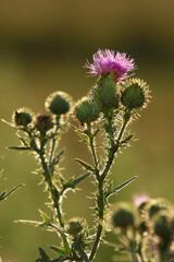 The symbol of Scotland Thistle flowers on a summer field.