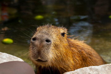 Farm, cute, capybara, bath