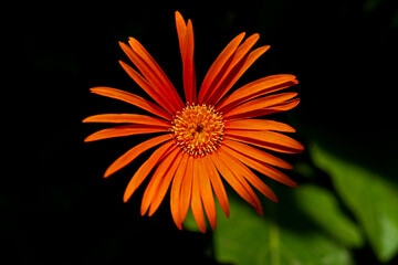 Closeup of an ornage daisy flower