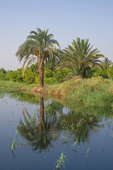 Naklejka na ściany i meble Tropical date palm trees on river bank with reflection