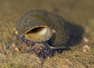 Aquatic freshwater snail at surface of river breathing
