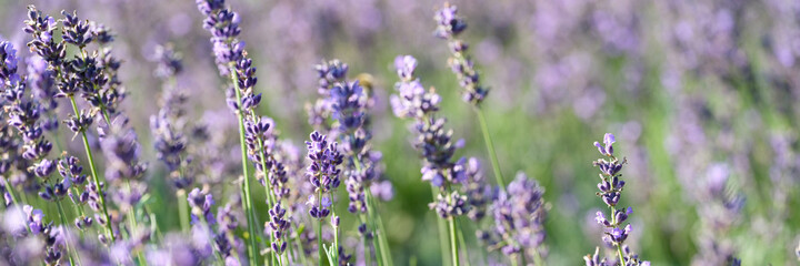 Closeup of purple lavender flowers in garden