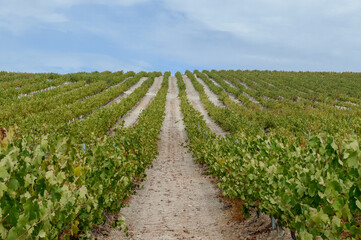 Fototapeta na wymiar Vineyard and grapes, located in the south of Spain.