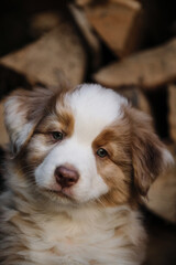 Portrait of charming Australian Shepherd puppy against background of chopped logs in village. Aussie red merle little and cute. Thoroughbred young dog.