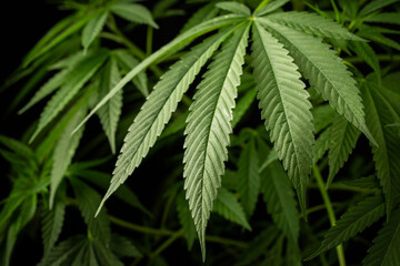 Marijuana leaves, cannabis on a dark background, beautiful background, indoor cultivation