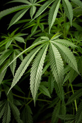 Marijuana leaves, cannabis on a dark background, beautiful background, indoor cultivation