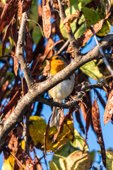 European Robin perched on a tree branch