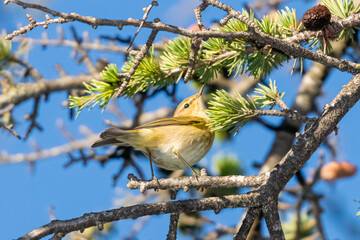 Fototapeta premium Yellow-browed Warbler perched on a tree branch