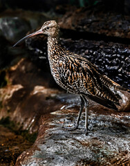 Eurasian curlew on the ground. Latin name - Mumenius arcuata	