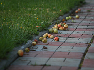 autumn fallen apples on the path in the garden