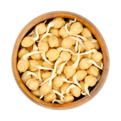 Fresh chickpea sprouts, in a wooden bowl. Ready to eat, sprouted chickpeas, seeds of Cicer arietinum, a legume, also known as chick peas, garbanzo beans or gram, and high in protein. Macro food photo.