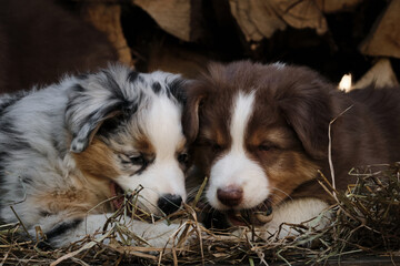 Litter of Australian Shepherd puppies. To raise dogs in village in fresh air. Hay and logs in background. Two aussie puppies blue merle and red tricolor are best friends and littermates.