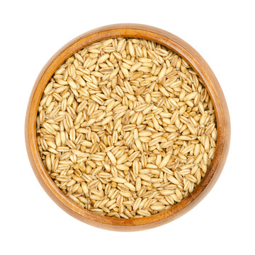 Raw hulless oats, in a wooden bowl. Seeds of Avena nuda known as naked oats. The hull separates quite readily from the grain. Small yellow grains, used in whole-food nutrition for fresh corn porridge.
