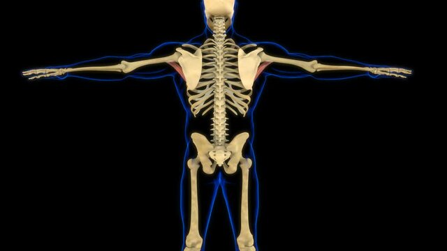 Teres Major Muscle Anatomy For Medical Concept 3D