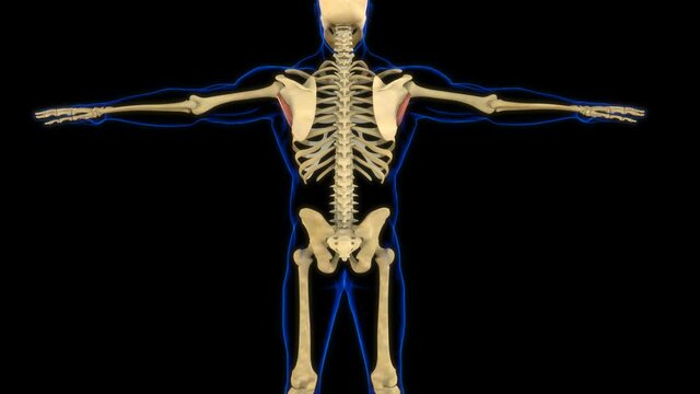 Teres Minor Muscle Anatomy For Medical Concept 3D