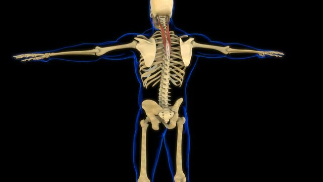 Splenius Cervicis Muscle Anatomy For Medical Concept 3D Animation