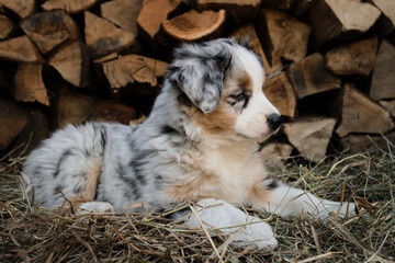 Litter of Australian Shepherd puppies. To raise dogs in village in fresh air. Hay and logs in background. Aussie puppy is blue merle with white stripe on head and red tan on cheeks.